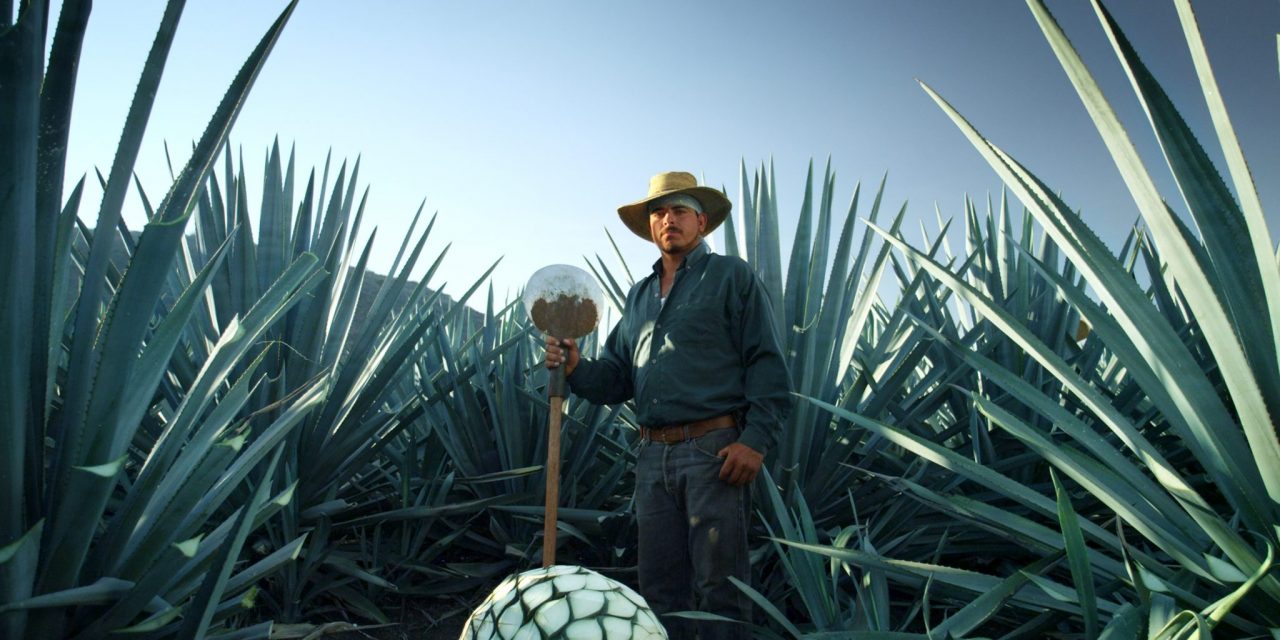 Make It Right: Patrón Spirits International’s sustainability efforts are helping to improve Mexico’s environment.