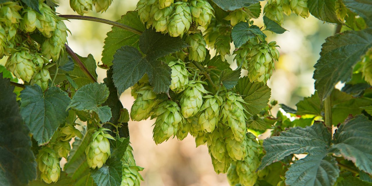 Inside Beer: Playing the Hops Market