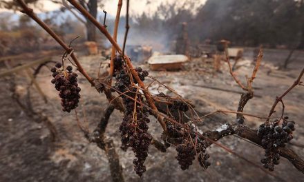 Rising from the Ashes: Northern California Wine Country looks to the future in the wake of devastating wildfires.