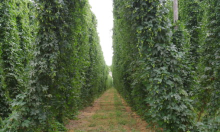 A Growing Industry: Hops Outside the Pacific Northwest