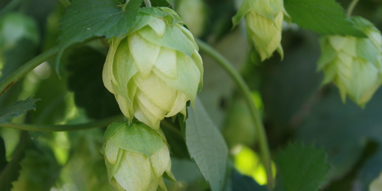 A Lupulin Revolution: As craft beer continues to disrupt the brewing industry, ground-level changes in hop yards bring new opportunity and challenges for growers, brokers, and brewers.