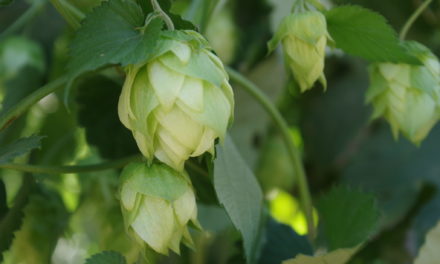 A Lupulin Revolution: As craft beer continues to disrupt the brewing industry, ground-level changes in hop yards bring new opportunity and challenges for growers, brokers, and brewers.
