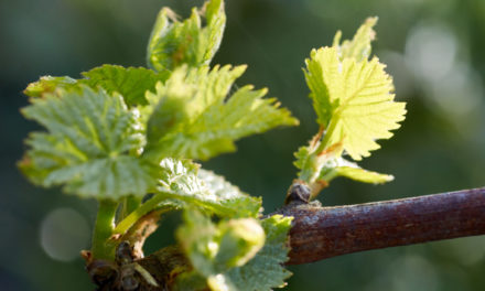 Inside Wine: Respect Your Vines, Respect Each Other