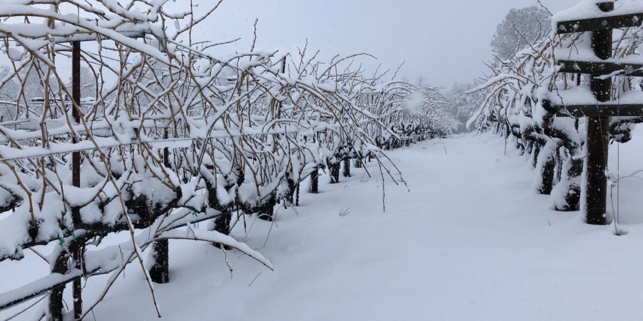 El Dorado Wine Region Keen on Winter of 2019