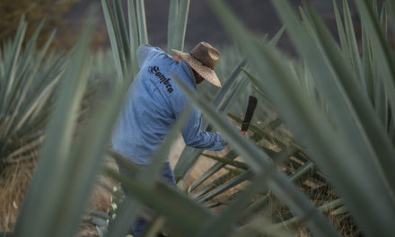 Slow Yield: For maltsters and growers of agave and hops, the road from farm to glass isn’t always smooth and easy.
