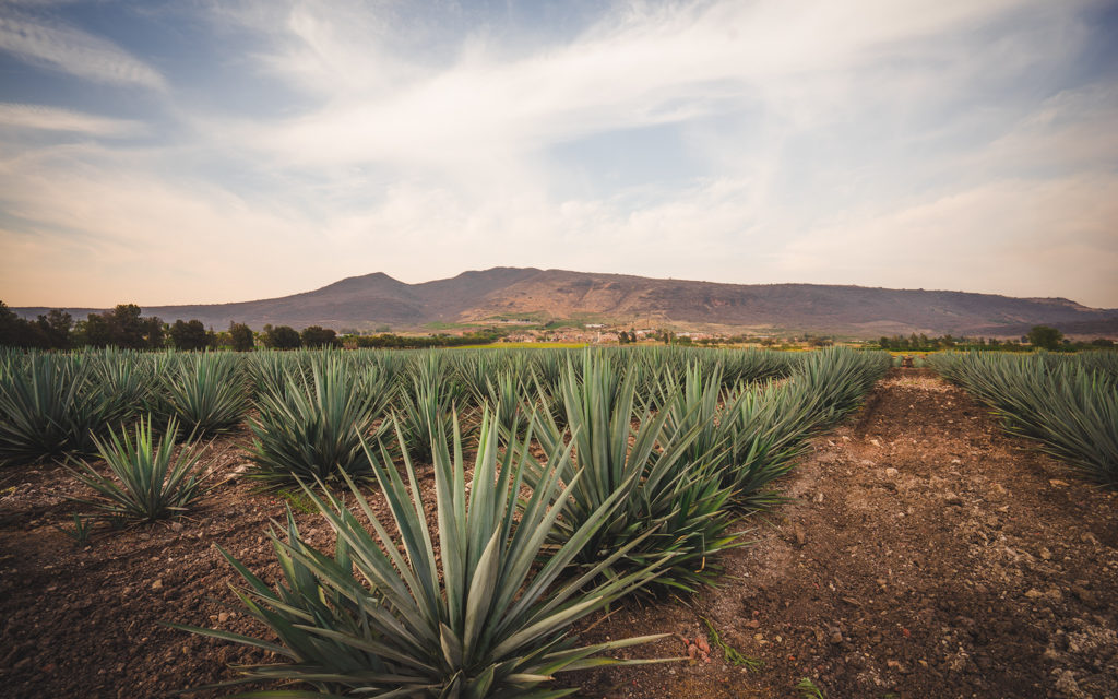 Patrón Plans Ahead to Ensure Agave Supply