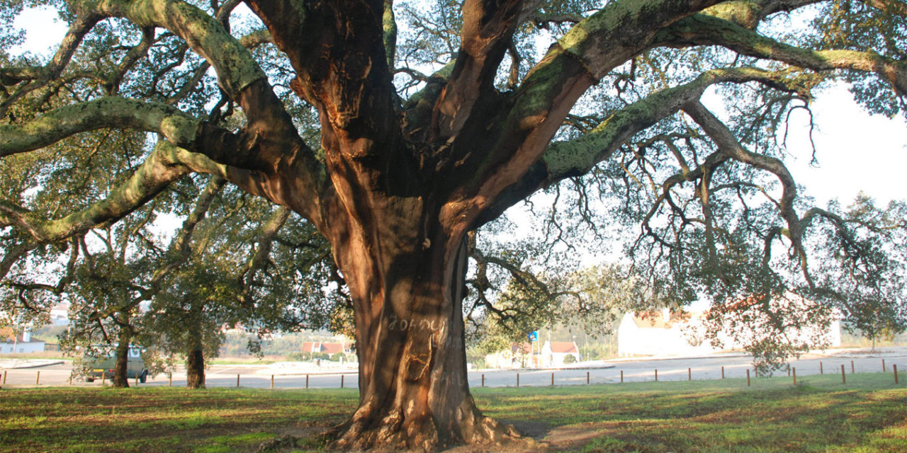 Portugal’s Oldest Producing Cork Tree