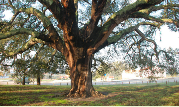 Portugal’s Oldest Producing Cork Tree