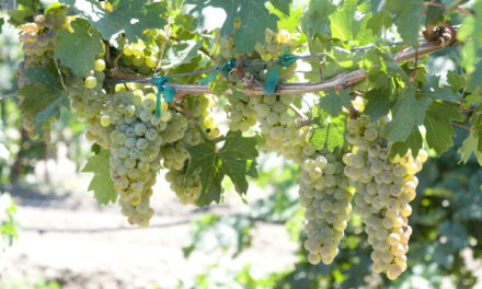 UC Davis Debuts New Winegrapes