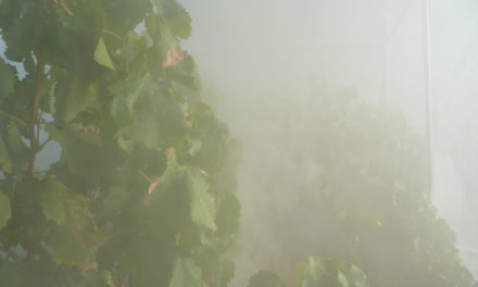 Smoke Screen: As wine regions globally are impacted by wildfires and lingering smoke, scientists and industry labs are looking for ways to lessen the impact on grapes and finished wine.