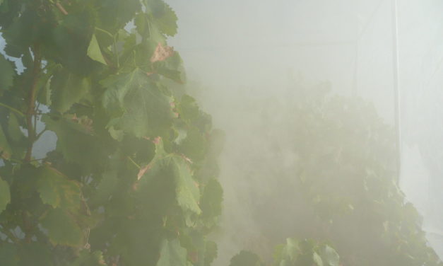 Smoke Screen: As wine regions globally are impacted by wildfires and lingering smoke, scientists and industry labs are looking for ways to lessen the impact on grapes and finished wine.