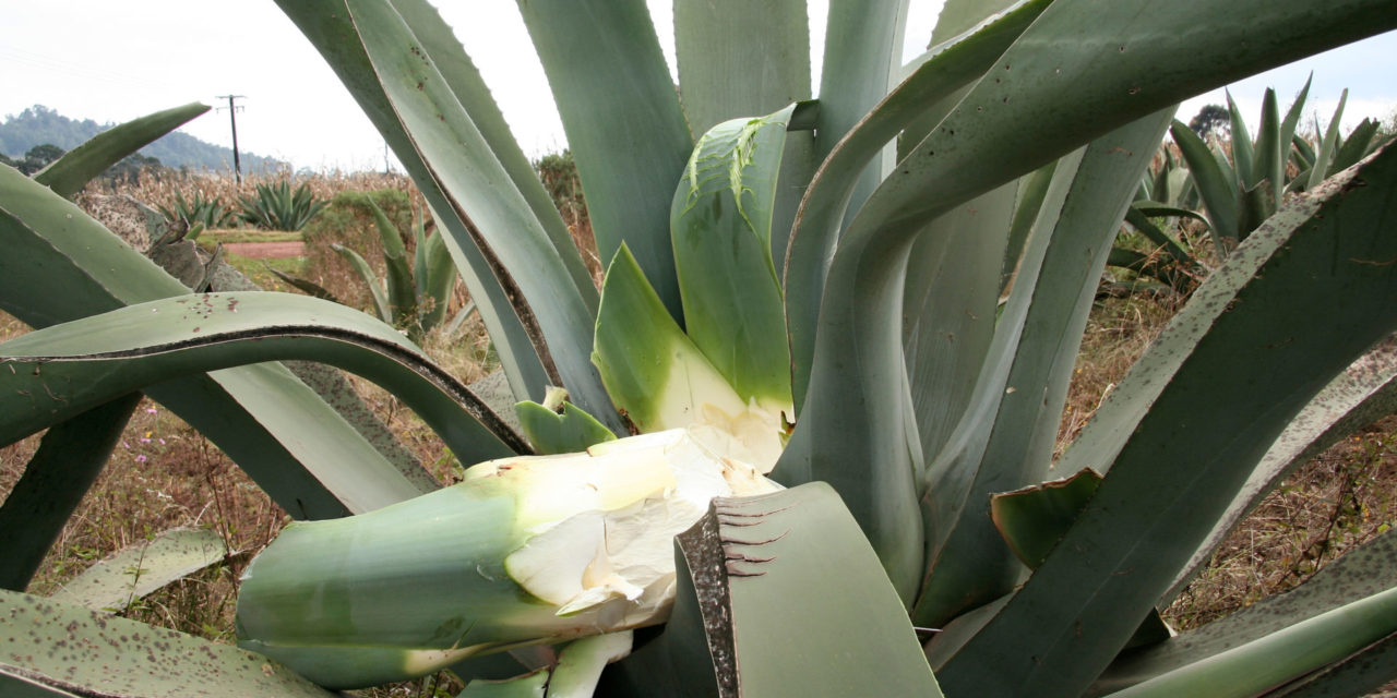 Inside Sustainability: Protecting Agave-Based Spirits (Guest Column)