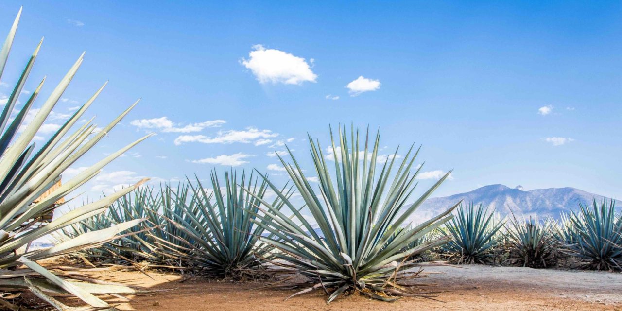 Dachser Mexico ensures tequila supply chains remain fluid for National Tequila Day