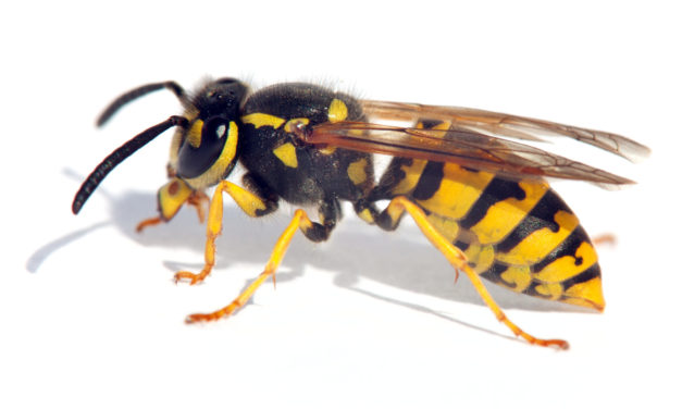 Bee-eer: Wasp yeast creates new sours
