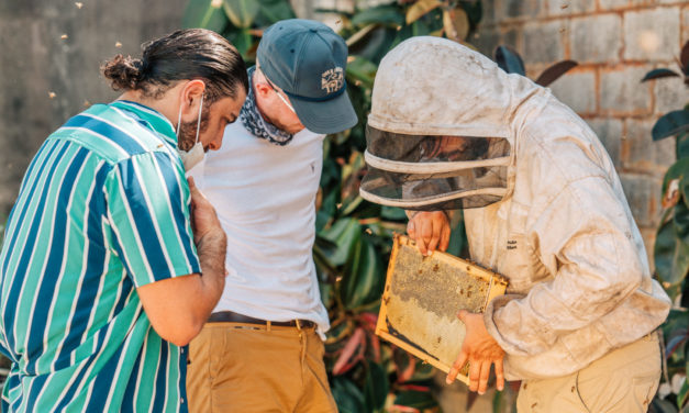 ABERFELDY® SINGLE MALT SCOTCH WHISKY AND BEE INFORMED PARTNERSHIP (BIP) LAUNCH ‘GARDENING GIVEBACK PROJECT’ TO ENCOURAGE URBAN BEEKEEPING IN HONOR OF NATIONAL HONEY BEE DAY AND NATIONAL HONEY MONTH