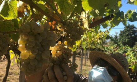D.O. Rías Baixas Completes 2020 Harvest Characterized by Exceptional Aromatic Intensity
