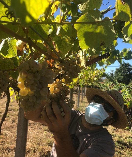 D.O. Rías Baixas Completes 2020 Harvest Characterized by Exceptional Aromatic Intensity