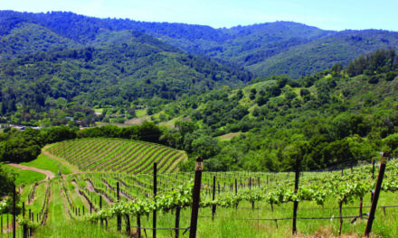 Bates Ranch: A Vineyard with Horsepower and History